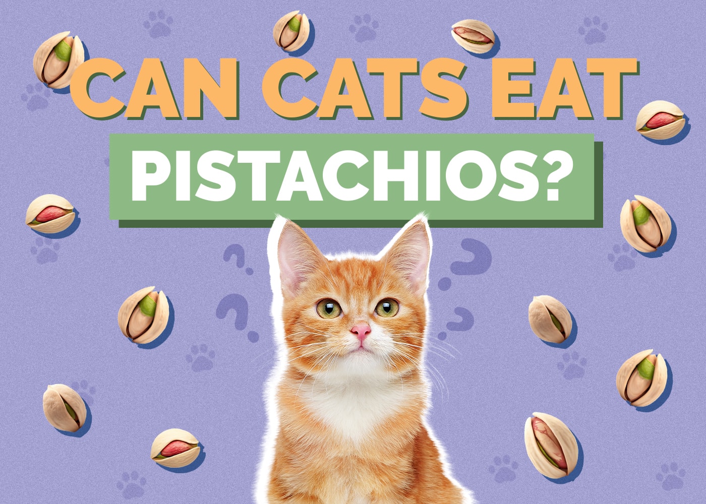 Can Cats Eat Pistachios? Vet-Reviewed Health & Safety Guide