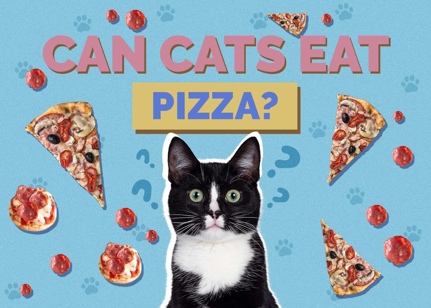Can Cats Eat Pizza? 6 Vet-Reviewed Alternatives