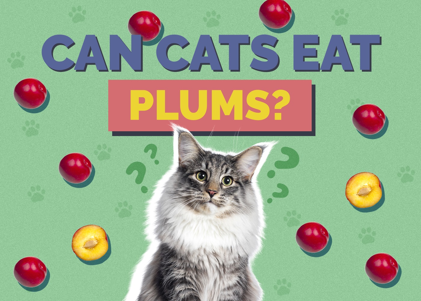 Can Cats Eat Plums? Vet-Reviewed Safety Facts