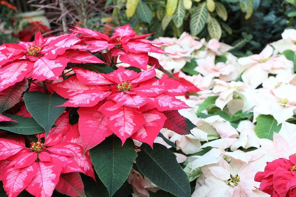 Are Poinsettias Toxic to Cats? Vet-Reviewed Potential Health Risks
