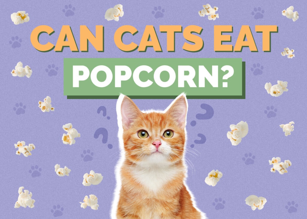 Can Cats Eat Popcorn? Vet-Reviewed Facts & Safety Tips