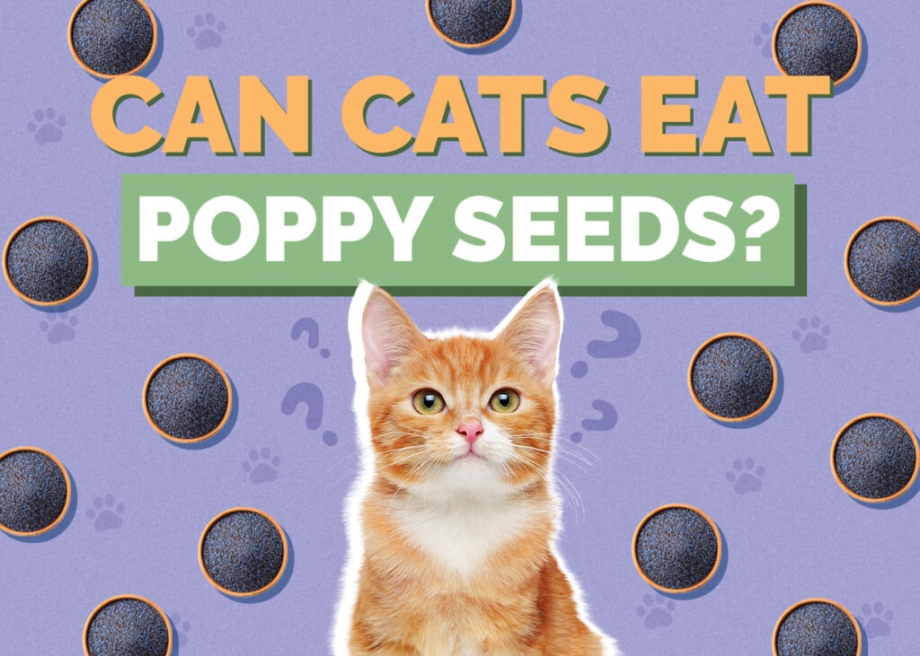 Can Cats Eat Poppy Seeds? Vet Reviewed Facts & Safety Guide