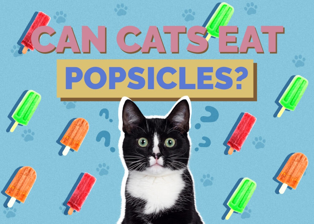 Can Cats Eat Popsicles? What You Need to Know!