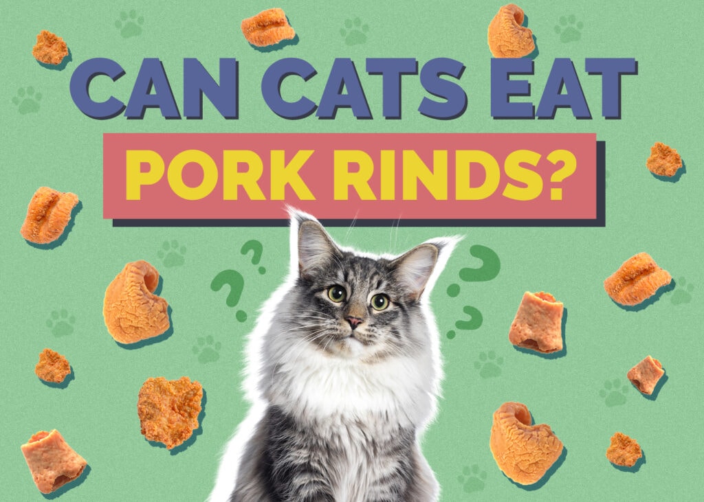 Can Cats Eat Pork Rinds? Vet-Reviewed Nutritional Facts & Precautions
