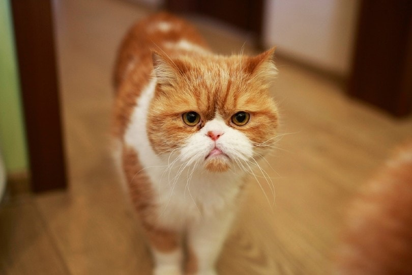 portrait of a red tabby cat