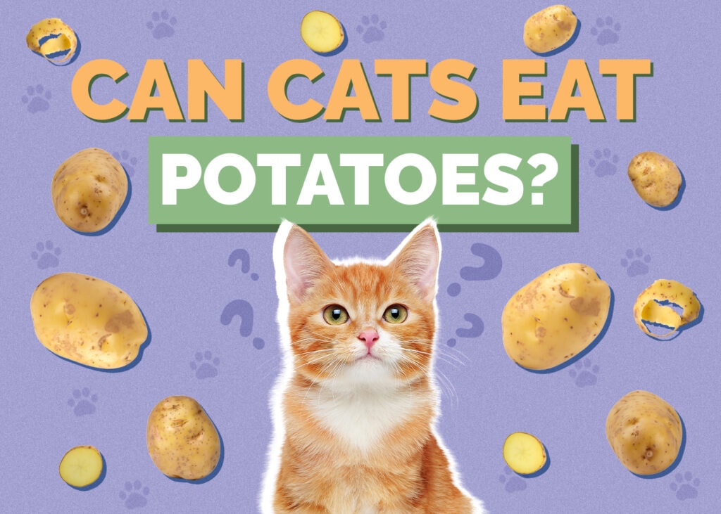 Can Cats Eat Potatoes? Vet-Reviewed Health & Safety Guide