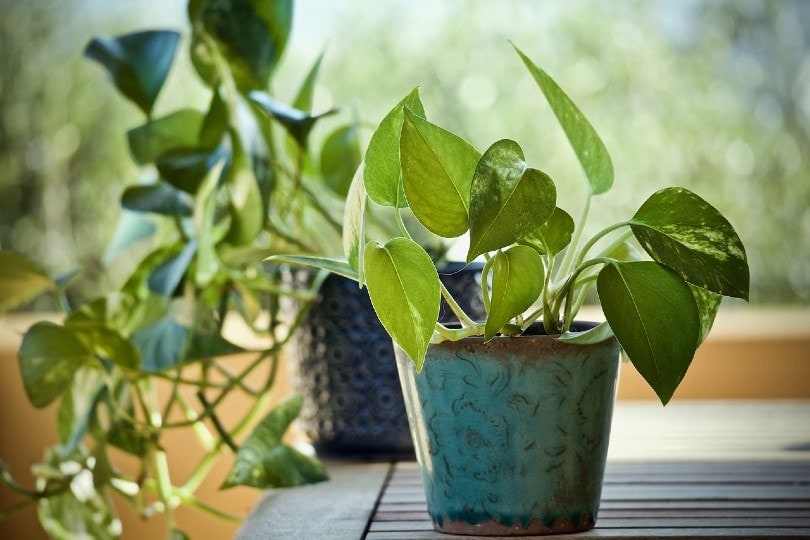 Is Pothos Toxic to Cats? Vet-Reviewed Health & Safety Guide