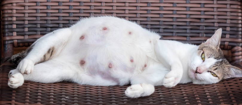 Why Are My Cat’s Nipples Scabby? Vet Answer