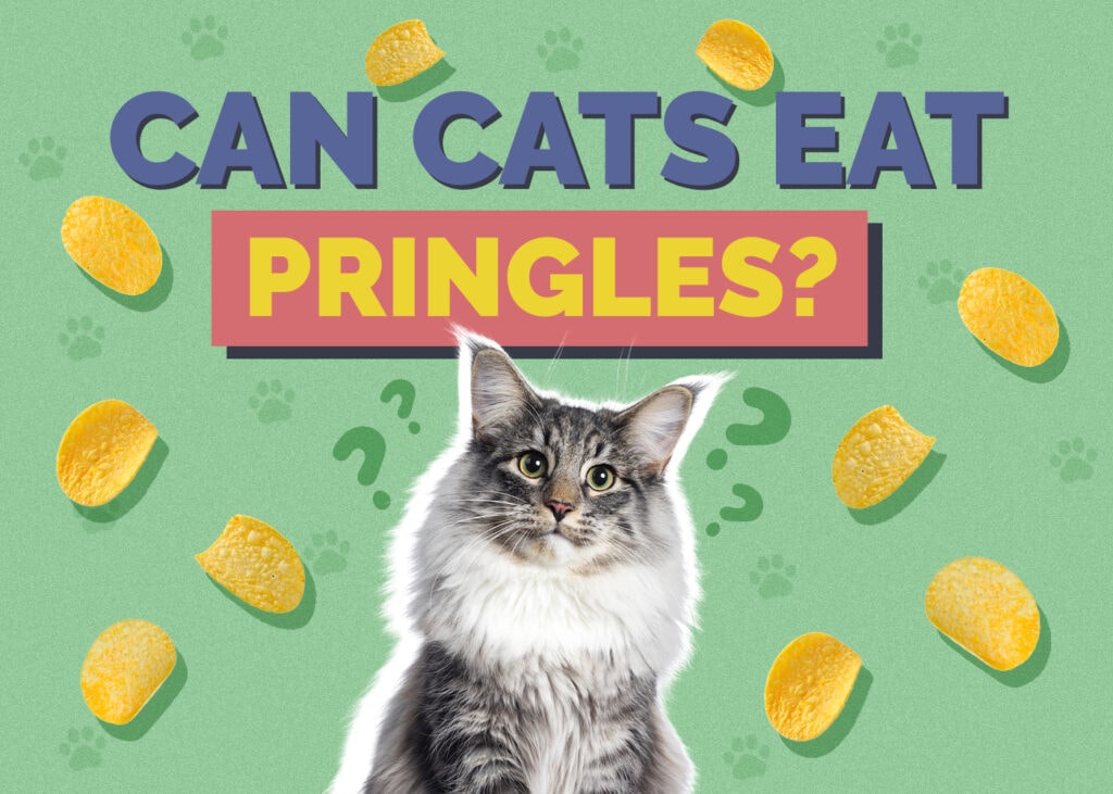 Can Cats Eat Pringles? Vet-Reviewed Risks & Nutrition Facts