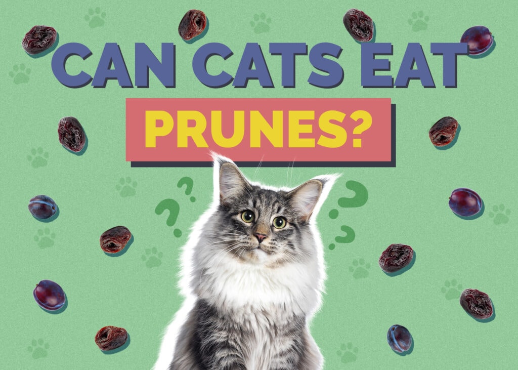 Can Cats Eat Prunes? Vet Reviewed Nutrition Facts & FAQ