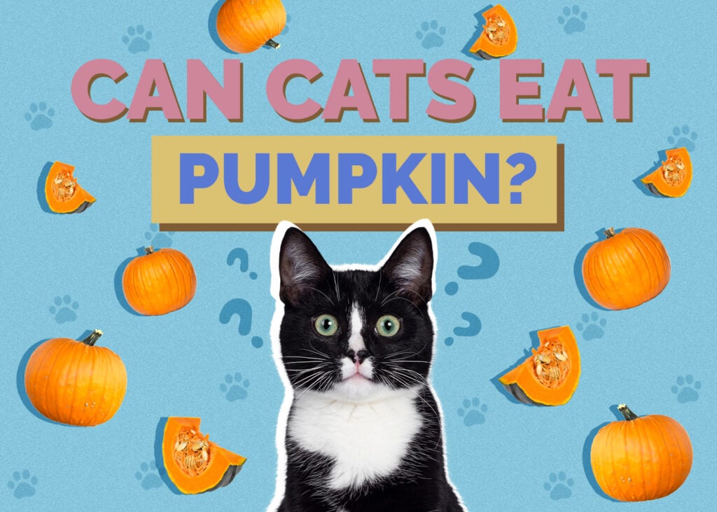 Can Cats Eat Pumpkin? Vet Approved Feeding Facts