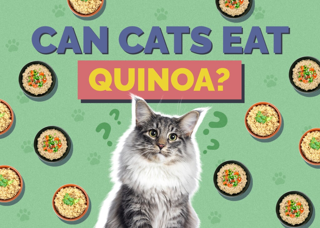 Can Cats Eat Quinoa? Vet Reviewed Nutrition Facts & FAQ
