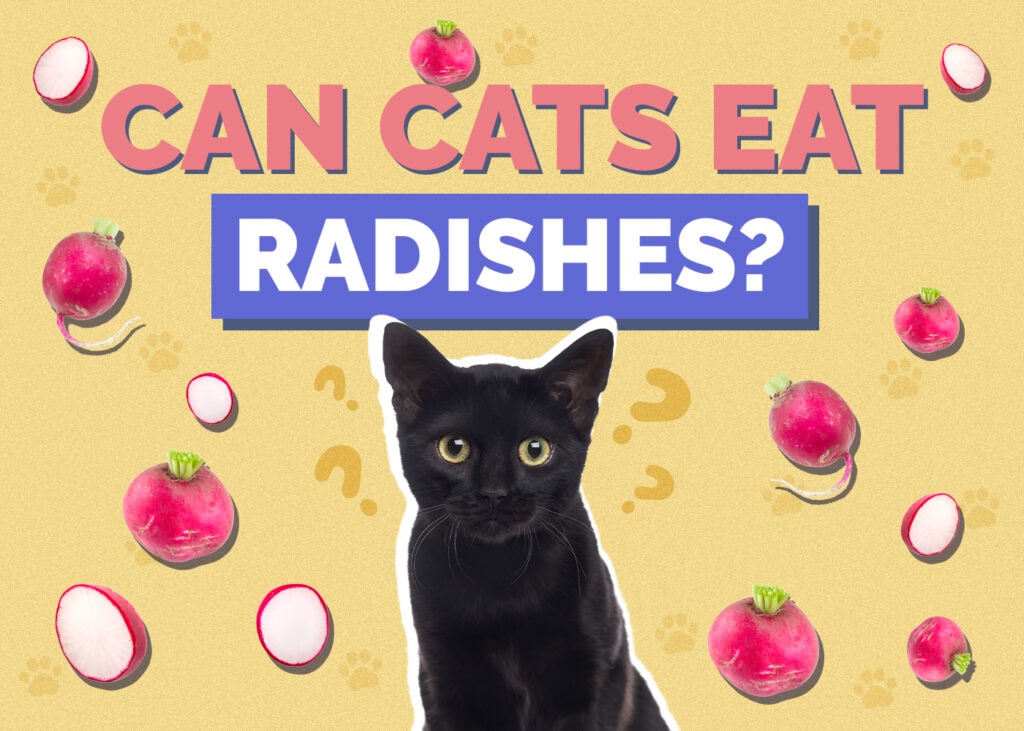 Can Cats Eat Radishes? Vet-Reviewed Health & Safety Guide