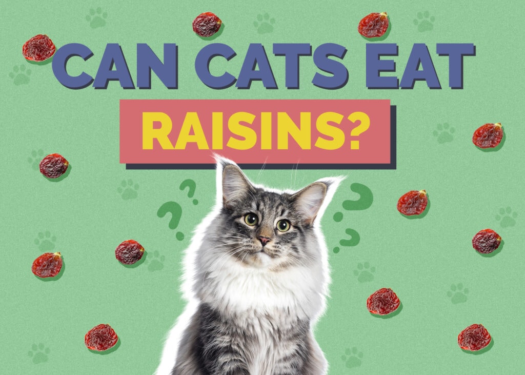 Can Cats Eat Raisins? Vet-Approved Facts & FAQ