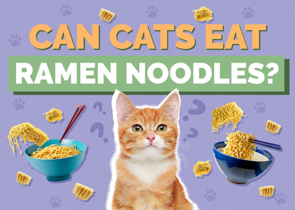 Can Cats Eat Ramen Noodles? What You Need to Know!