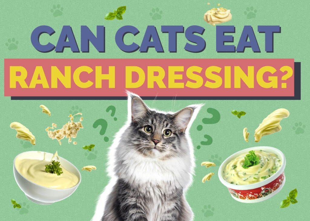 Can Cats Eat Ranch Dressing? What You Need to Know!