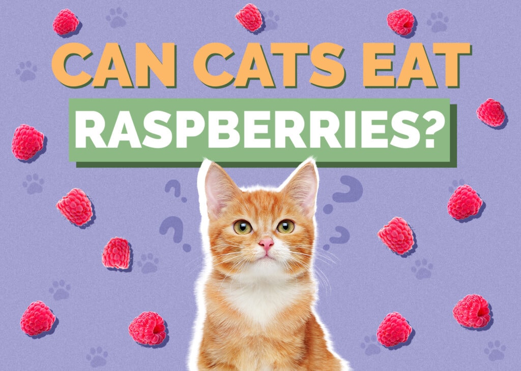 Can Cats Eat Raspberries? Vet-Reviewed Nutrition Facts & FAQ