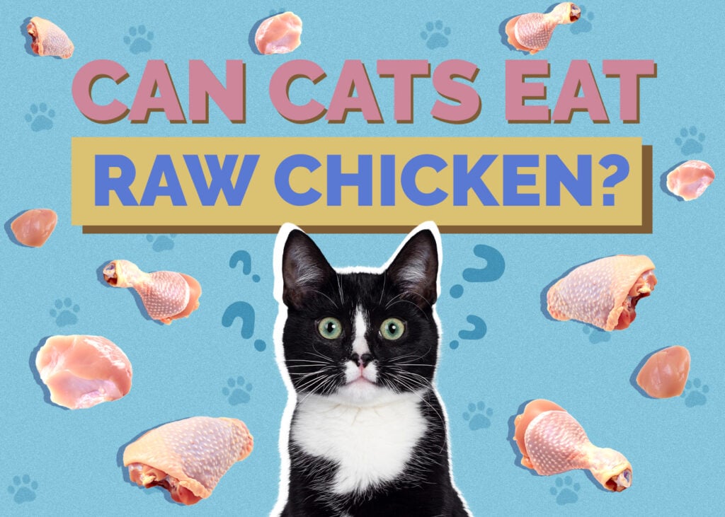 Can Cats Eat Raw Chicken? Vet-Verified Health & Safety Guide