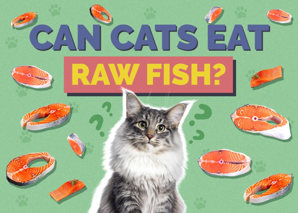 Can Cats Eat Raw Fish? Vet-Approved Safety Info