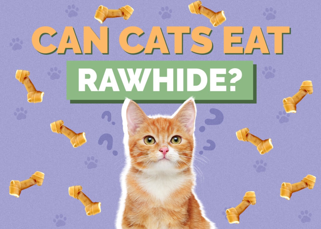 Can Cats Eat Rawhide? Vet-Approved Health & Safety Guide