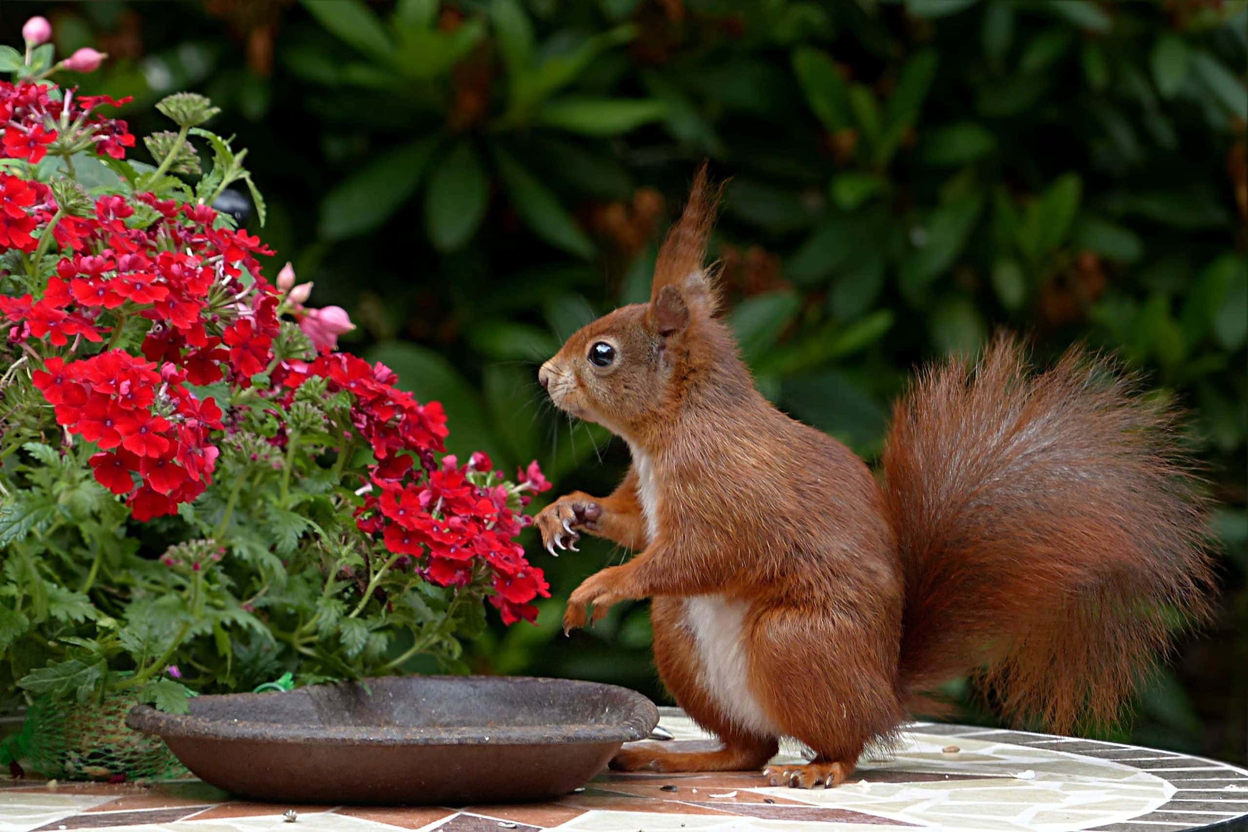 Do Cats Eat Squirrels? Potential Health Risks