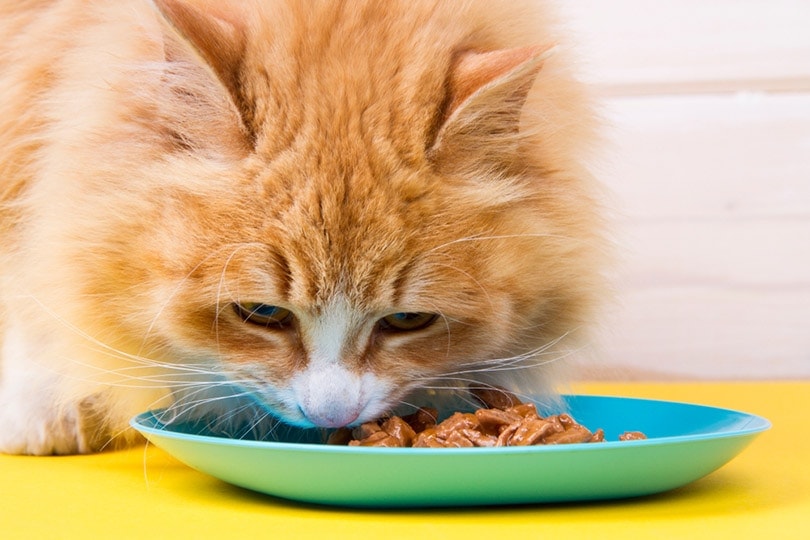 Insect Based Cat Food: What It Is & Why It Might Be Beneficial