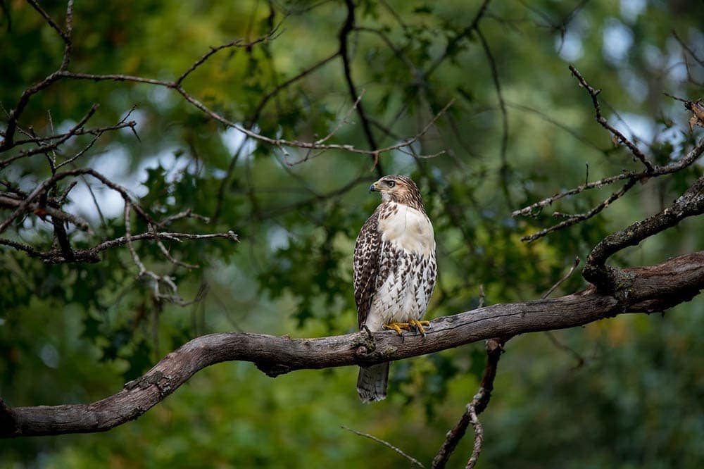 Can a Hawk Pick Up Your Dog? Vet Approved Facts & Safety Tips
