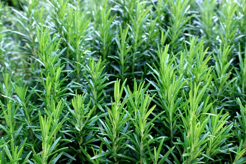 Rosemary for Dogs: Our Vet Explains The Safety, Potential Uses & Efficacy
