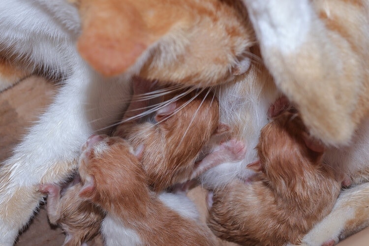 How Can I Tell When My Cat Is Done Giving Birth? Vet Approved Guidance