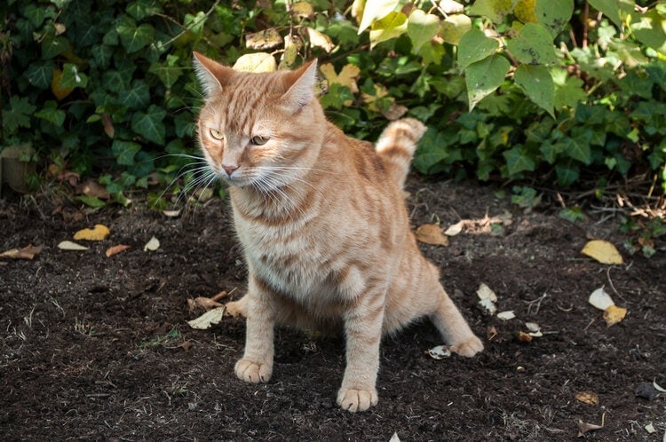 Why Is My Cat’s Poop Watery? 12 Vet-Reviewed Reasons