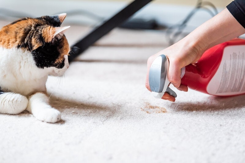 How to Get Cat Poop Stains Out of the Couch: 4 Stain Remover Options