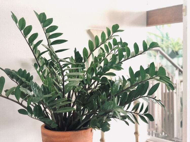 Are ZZ Plants Toxic to Cats? Vet-Reviewed Safety Facts