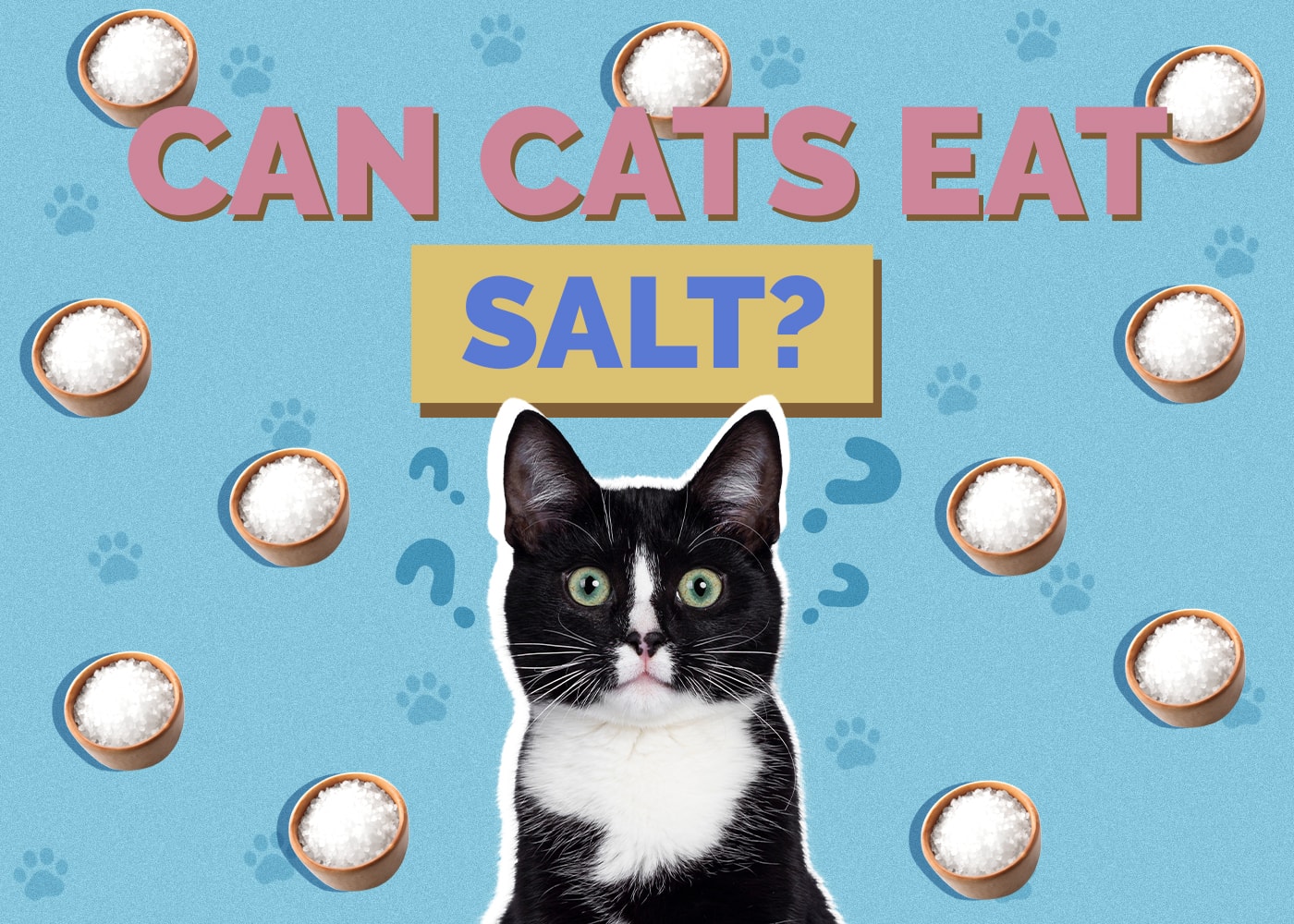 Can Cats Eat Salt? Vet-Reviewed Health & Safety Guide