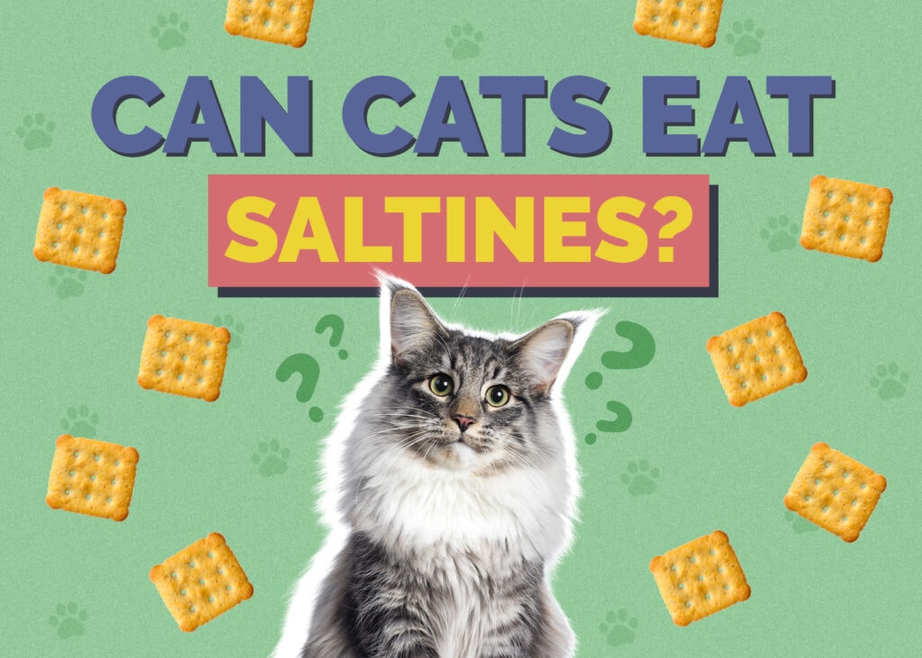 Can Cats Eat Saltines? Vet Reviewed Facts & Info