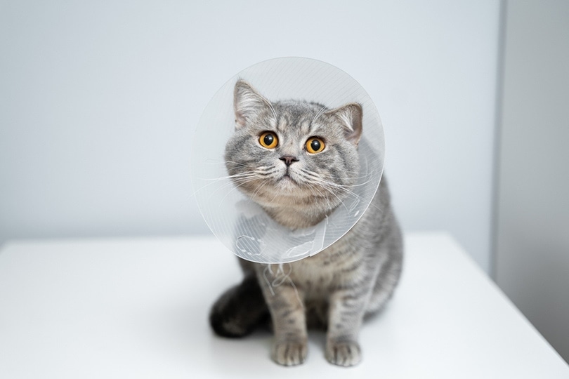 What's the Cost to Spay or Neuter a Cat in Canada? 2026 Price Guide