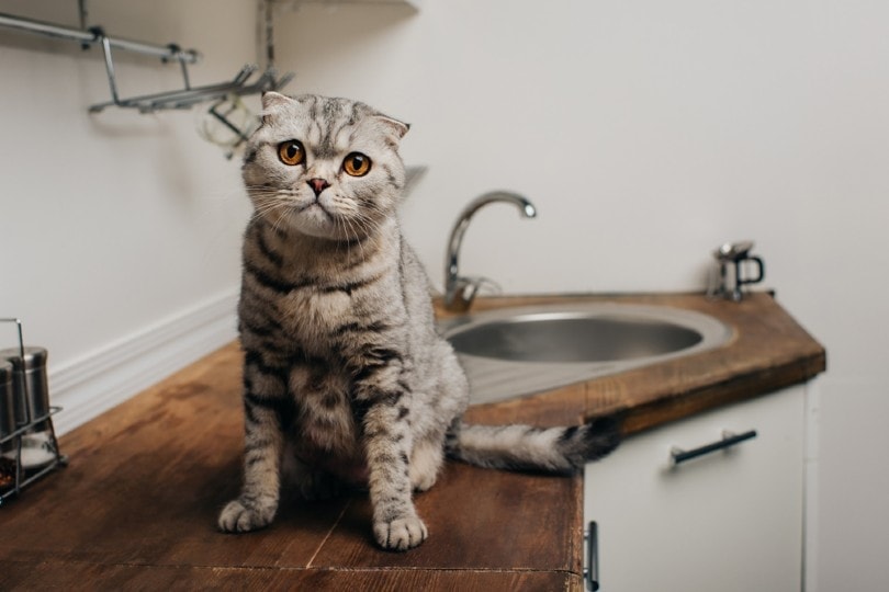 Scottish Fold Cat: Info, Care Guide, Characteristics & Facts (With Pictures)