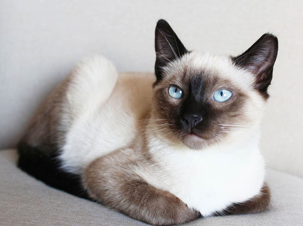 Do Siamese Cats Shed? Facts & FAQ