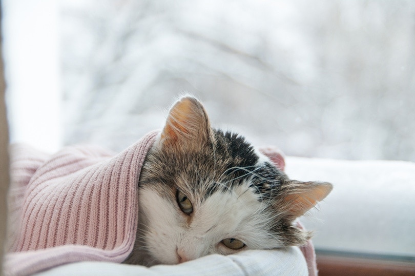 Cat Poisoning: Causes, Symptoms, & Treatment (Vet Answer)