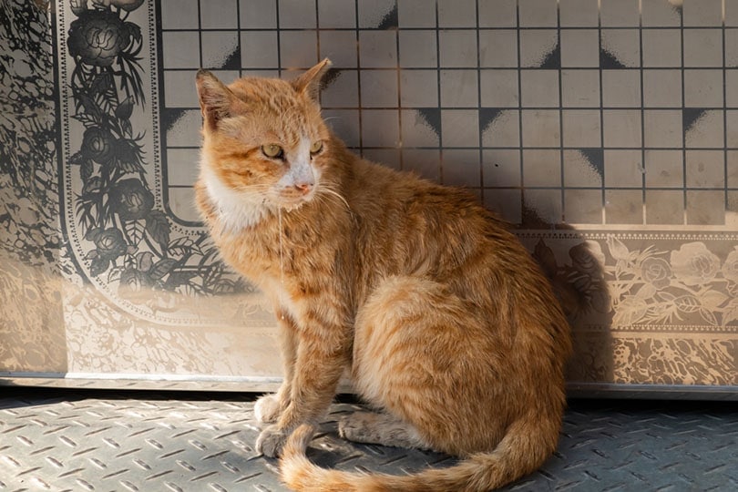 How To Tell If Your Cat Is Having a Seizure: Our Vet Explains