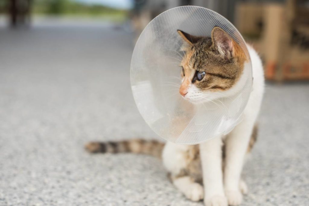 What’s the Cost to Spay or Neuter a Cat in Australia? (2026 Price Guide)