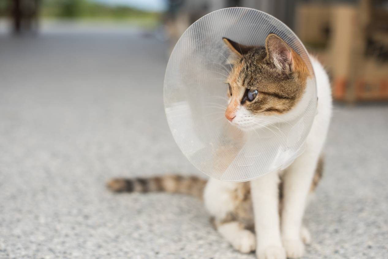 Spay & Neuter Awareness Month 2026: When It Is & Its Purpose