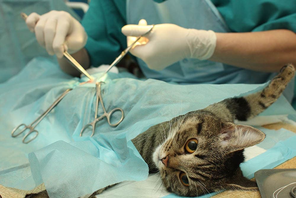 How Do Vets Spay Cats: Learning From The Experts (Vet Answer)