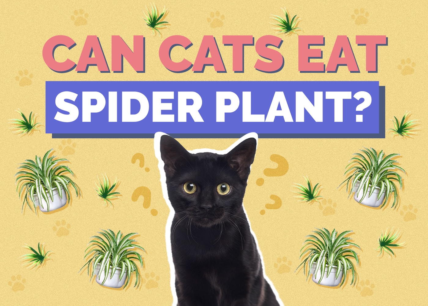 Can Cats Eat Spider Plants? Vet-Verified Safety Facts