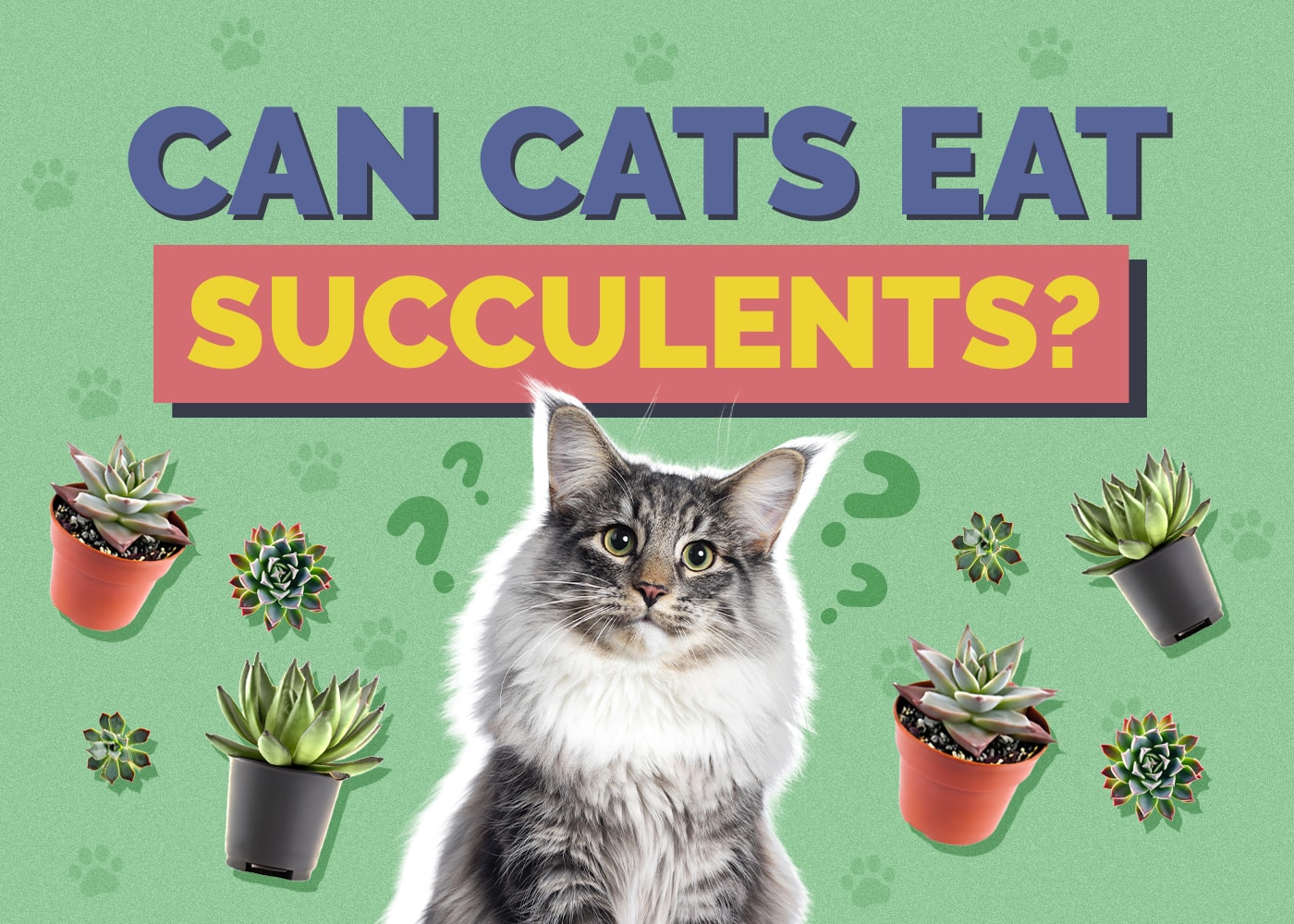 Can Cats Eat Succulents? Vet-Reviewed Facts & FAQ
