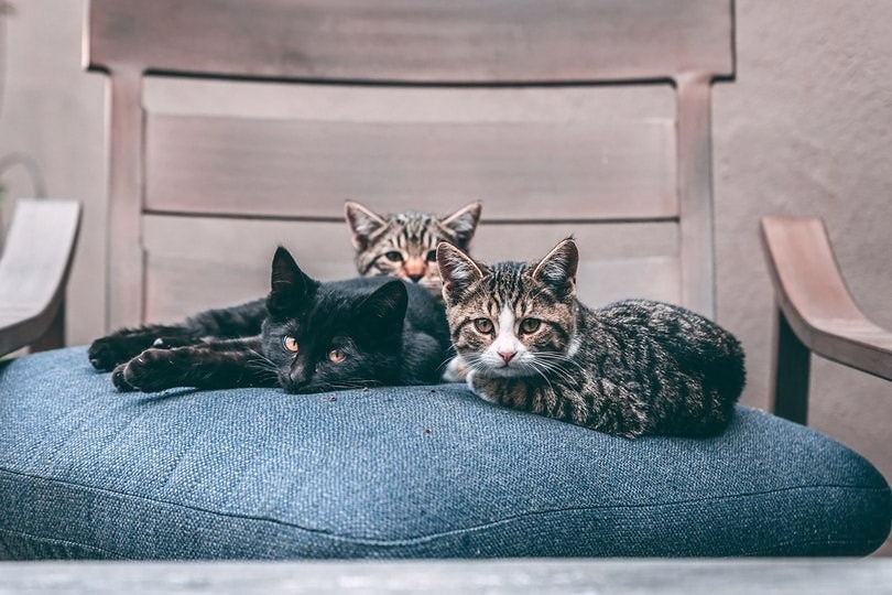 Do Cats Like Pillows? Facts & FAQ