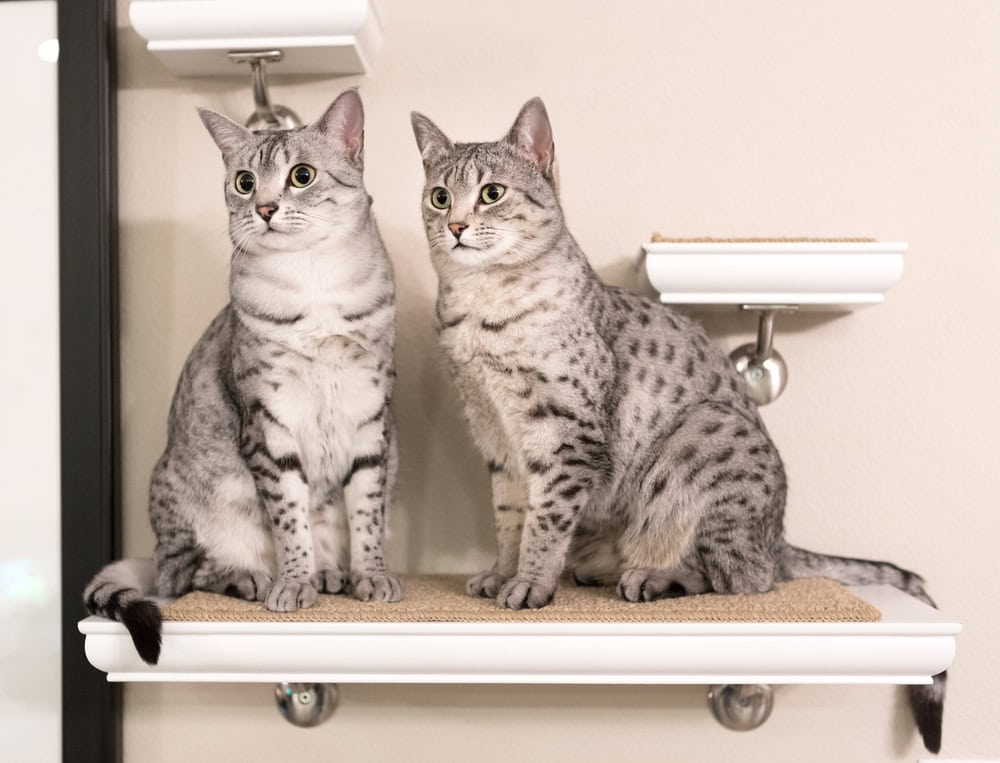 How to Tell if a Cat Is Male or Female: 3 Vet-Approved Ways