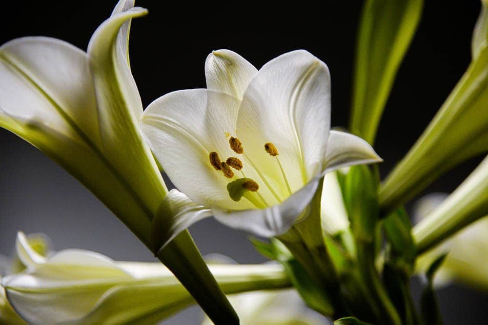 white lilies