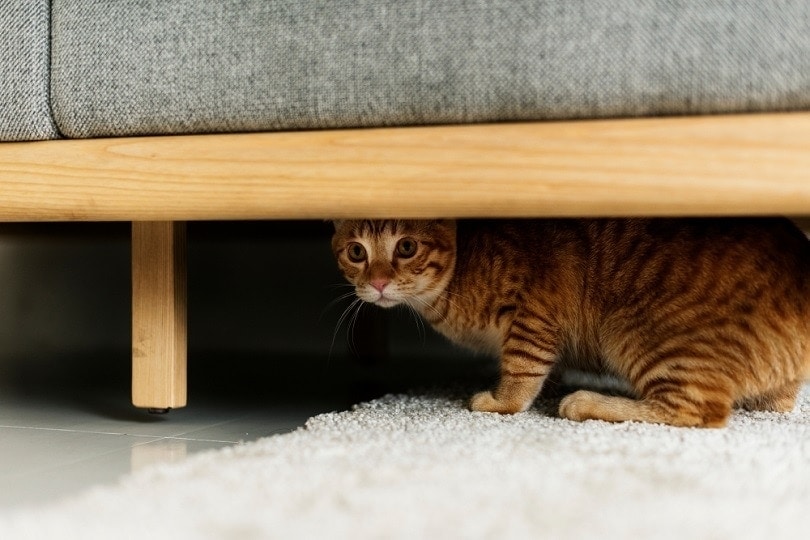 ​​How to Tell If a Cat Is Scared? Vet-Verified Signs, Triggers & Consequences