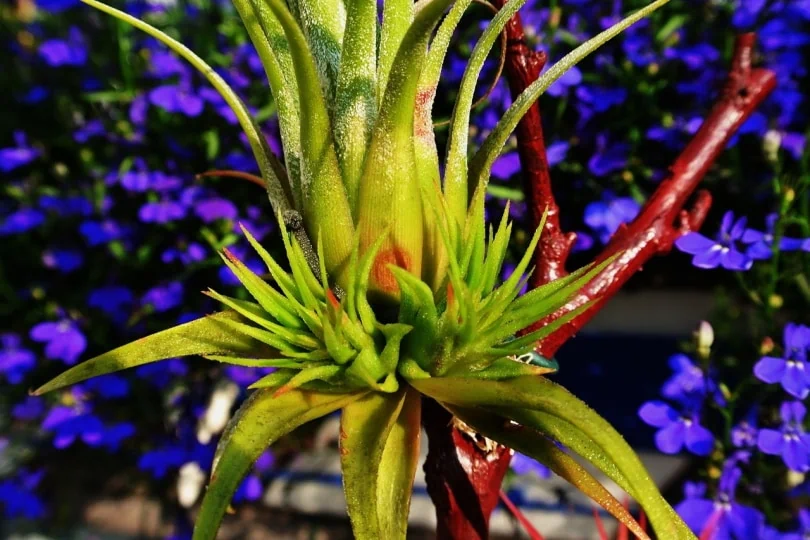 Are Air Plants Toxic to Cats? Vet-Approved Health Facts