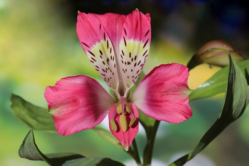 Is Alstroemeria Toxic to Cats? Keeping Your Cat Safe